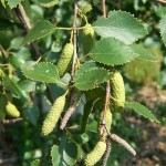 birch-leaves-leaf-buds-inner-bark1