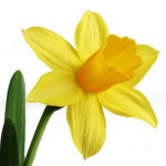narcis2
