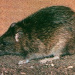 potkan