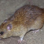 rats-paris