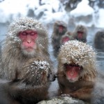 JAPAN-ANIMAL-MONKEY