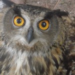 61855_1423012816829_1277992293_31020484_686344_n