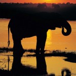 afrika safari