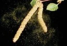 pollen1