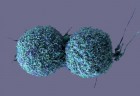 kultivovane bunky rakoviny pluc