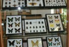 výstava_Fascinujúci_svet_hmyzu_obr.4
