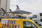 živé žraloky (2)
