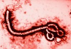 ebola virus