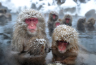 JAPAN-ANIMAL-MONKEY