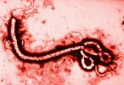 ebola5