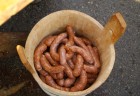 zabijacka podkonice (9)