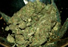 marihuana4