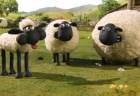 ovecka shaun