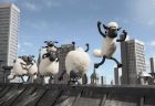 ovecka shaun
