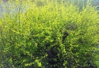 pocasie4 (6)