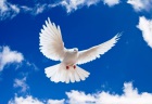 biela holubica