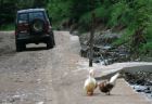 kacky na ceste1