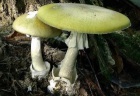 muchotravka zelena