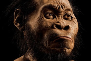 homo naledi