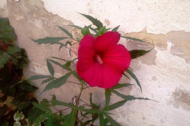 kvet2