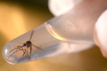 zika6