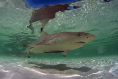 bol raz jeden ostrov