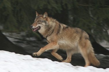 vlk5