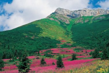 Tatry prívetivé-Karol Demuth-Dolina Kežmarskej Bielej vody-Rakúska poľana1