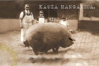 mangalica1