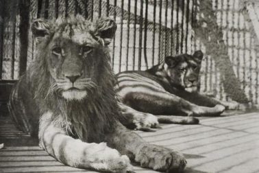 Tarzan_a_Laura_zdroj_Archív_ZOO_ Bojnice