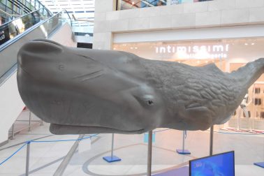obri oceanu