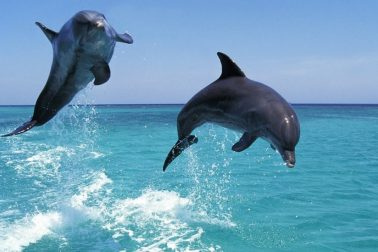 obri oceanu8