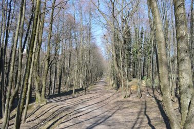 Jelšový hájik Sásová