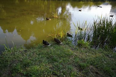 IMG_20180714_191934_resized_20180715_121609225