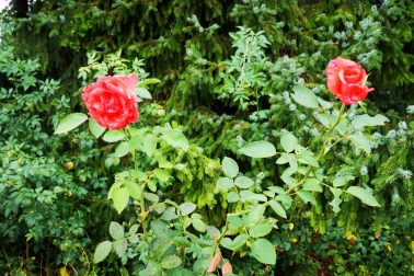 IMG_20180825_110648_resized_20180825_102657192