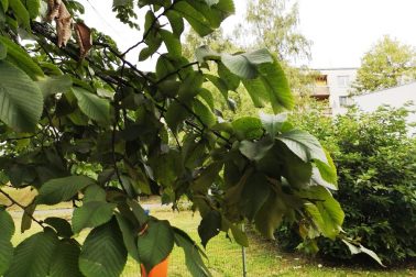 IMG_20180825_180214_resized_20180825_102620534