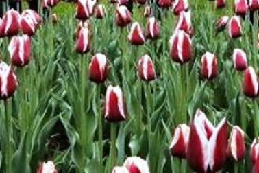 tulipany3