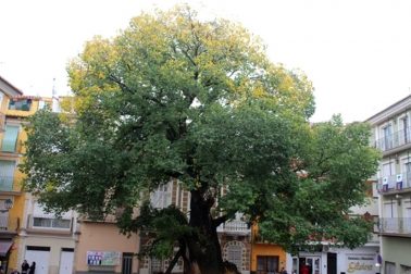 brest z navajas spanielsko