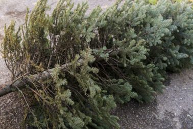 Old Christmas Tree. End of Christmas. Old discarded christmas tree.