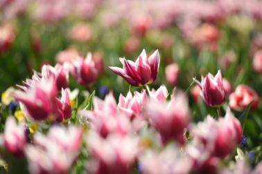 holandske tulipany1