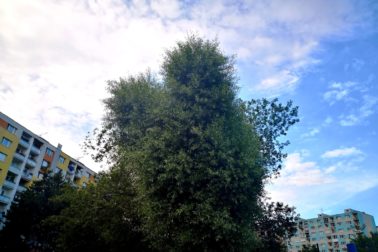 IMG_20190727_175921_resized_20190727_103132841