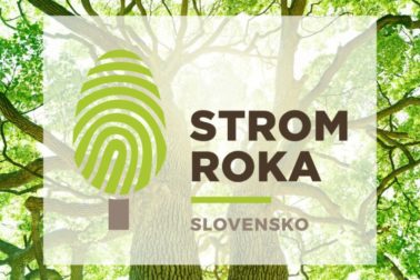 plagat strom roka 2019