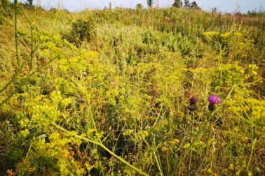 IMG_20190810_182032_resized_20190810_082333613