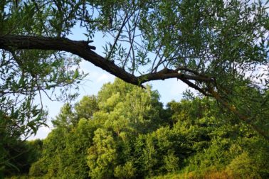 IMG_20190810_182344_resized_20190810_082204836