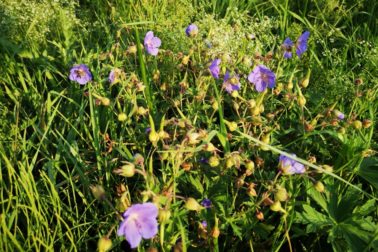 IMG_20190810_182527_resized_20190810_082149894