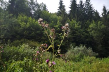 IMG_20190817_134410_resized_20190817_111555898