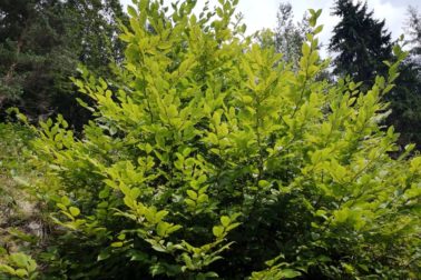 IMG_20190817_134541_resized_20190817_111621398