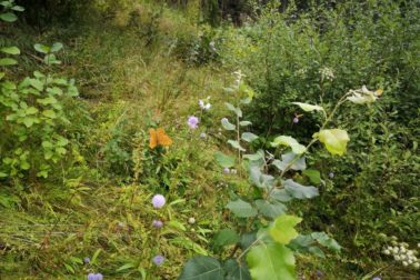 IMG_20190817_142435_resized_20190817_111838125