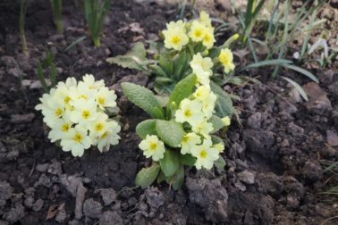 IMG_20200314_120541_resized_20200314_114101956