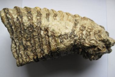 Zub mamuta z Ponickej jaskyne